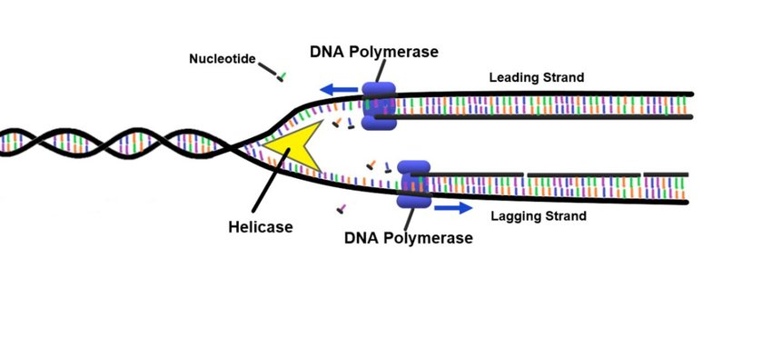 https://www.researchgate.net/post/How_can_DNA_polymerase_replicate_both_strands_behind_each_replication_fork_when_all_polymerase_operate_in_the_five_three_direction https://www.researchgate.net/post/How_can_DNA_polymerase_replicate_both_strands_behind_each_replication_fork_when_all_polymerase_operate_in_the_five_three_direction